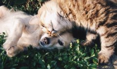 杏耀游戏收益如何这个免费的动物“普查标志”可以在灾难中拯救你的宠物的生命 